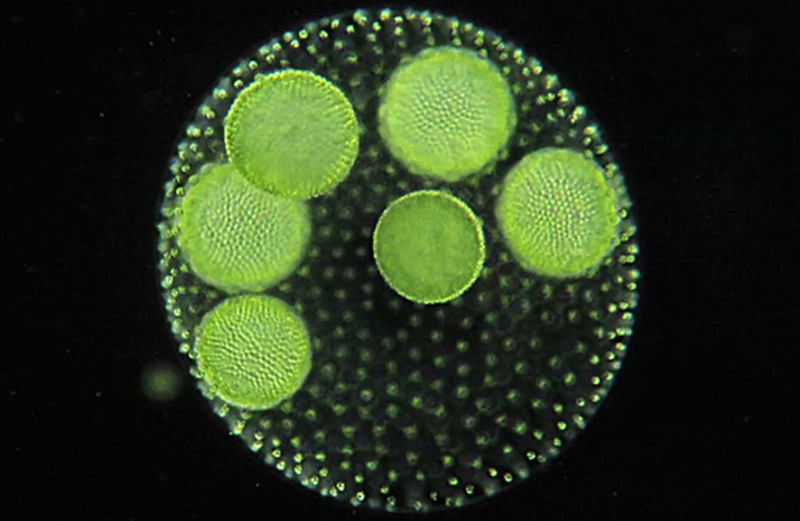Одноклеточные водоросли вольвокс