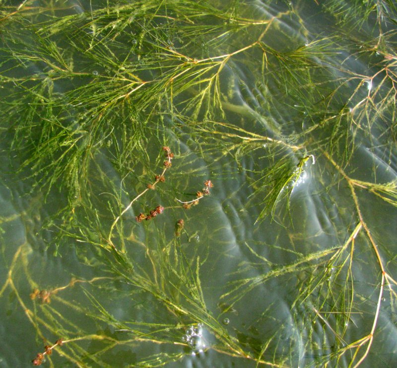 Рдест водоросли