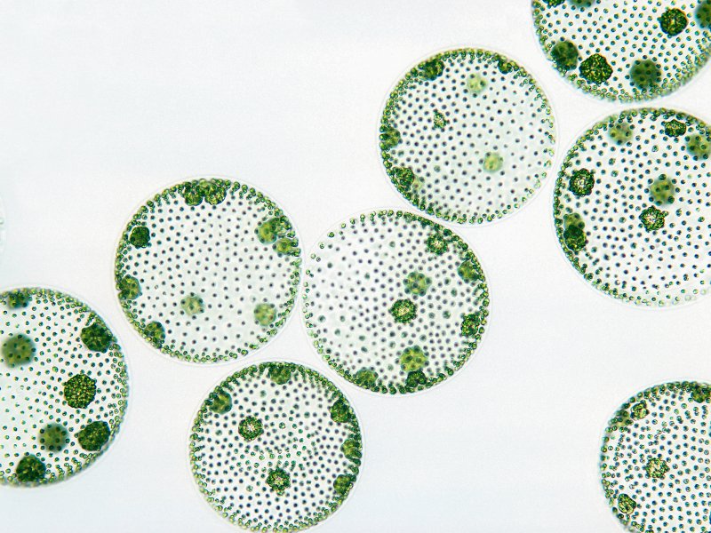 Колониальные водоросли вольвокс