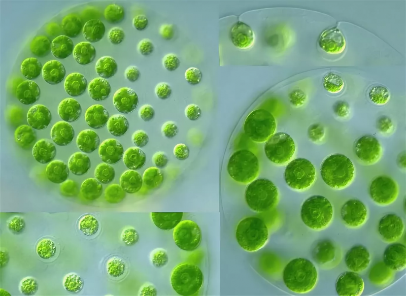 Одноклеточные зеленые водоросли