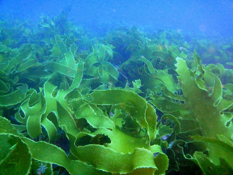 Морская капуста ламинария