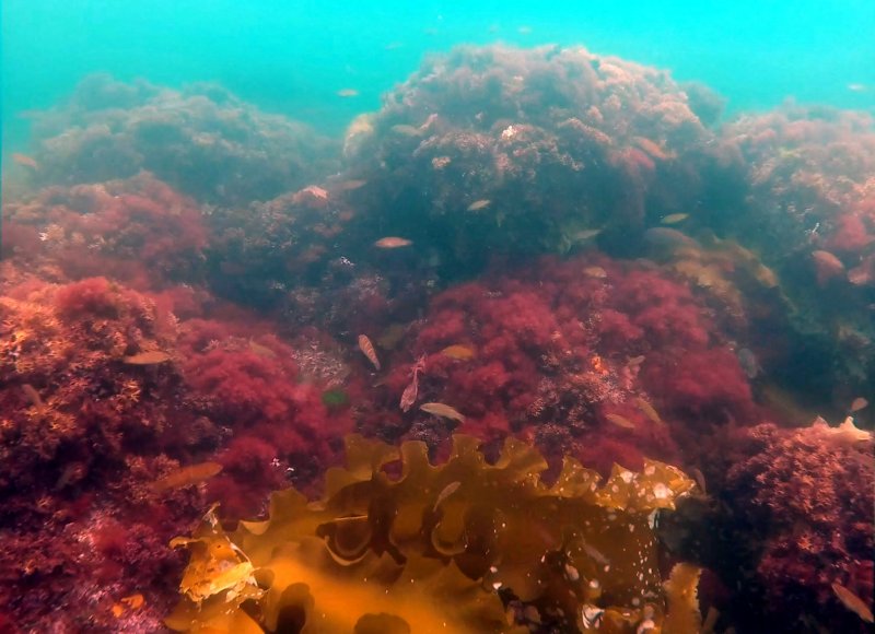 Бурые водоросли Баренцева моря