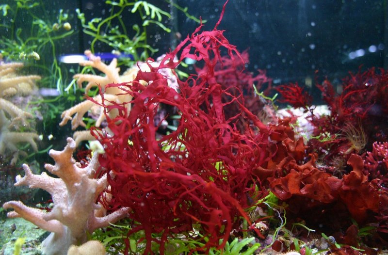 Морские водоросли каррагинан