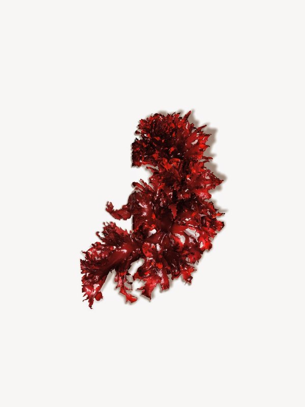 Красные морские водоросли порфира