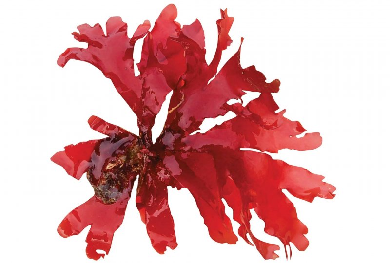 Красные водоросли багрянки