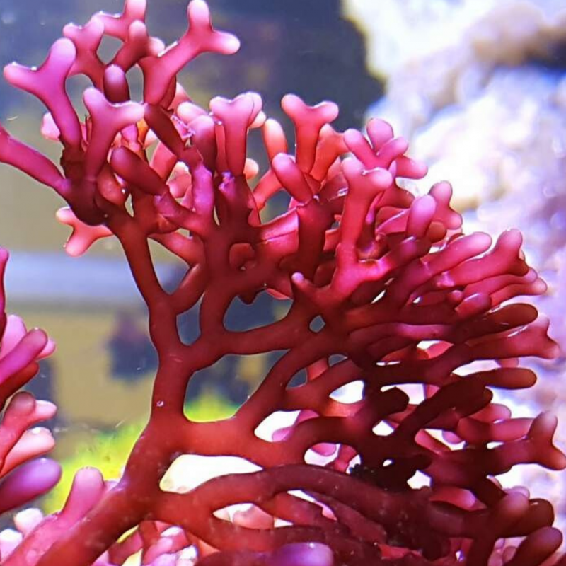 Морская водоросль бордового цвета