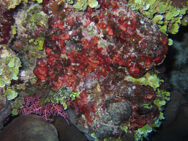 Coralline algae