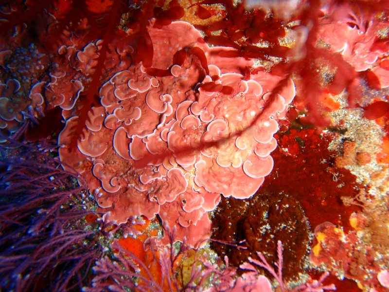 Флоридеевые красные водоросли