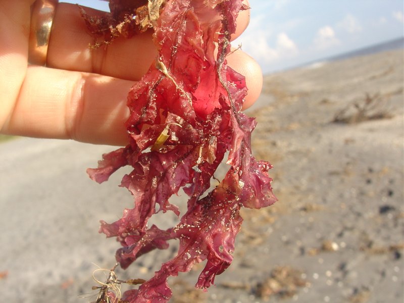 Красное море цветение водорослей