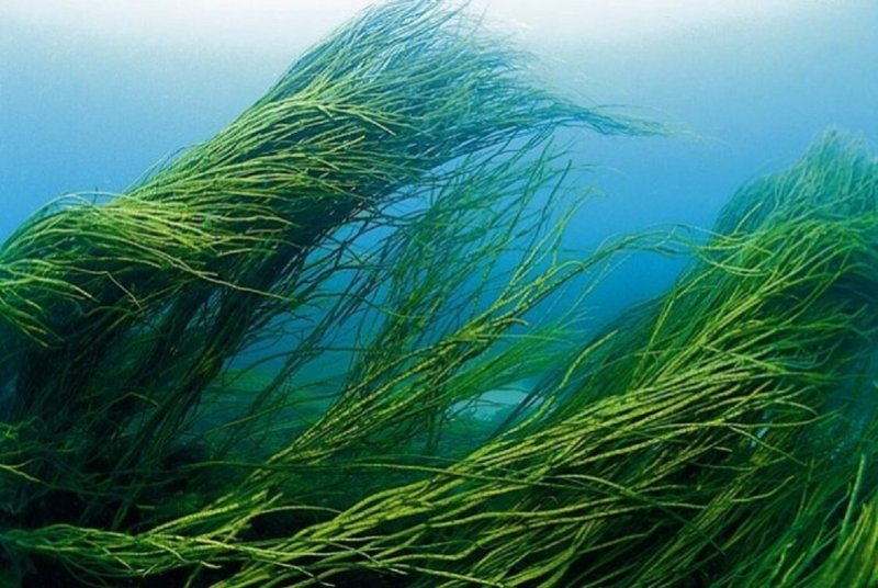 Морские водоросли спирулина