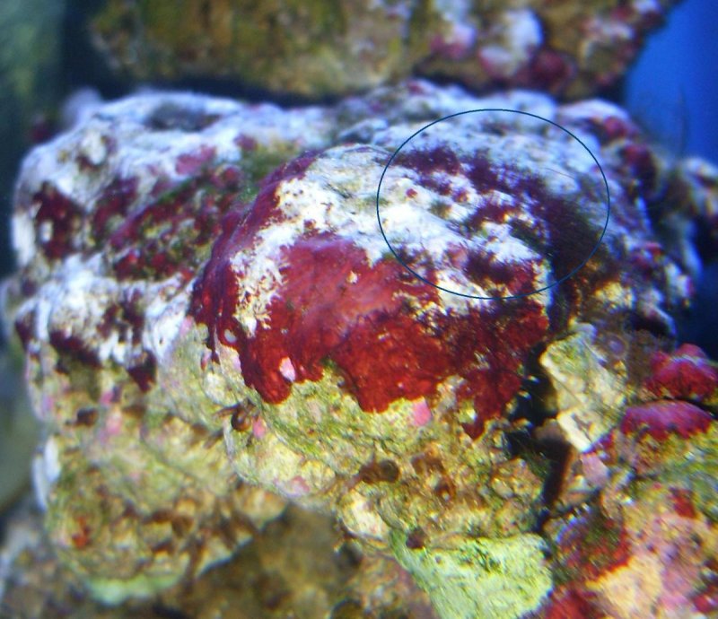 Водоросль порфира в морском аквариуме