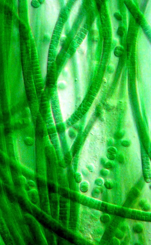 Сине-зеленые водоросли цианобактерии