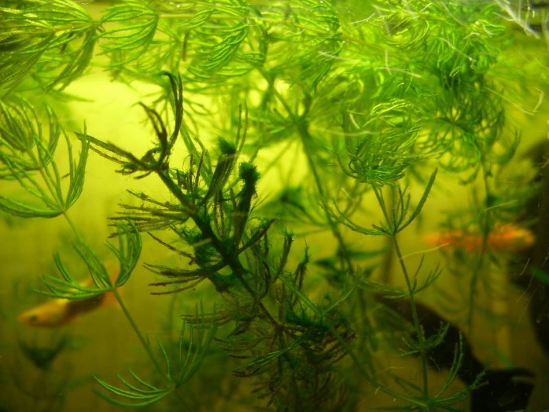 Синезеленые водоросли цианеи