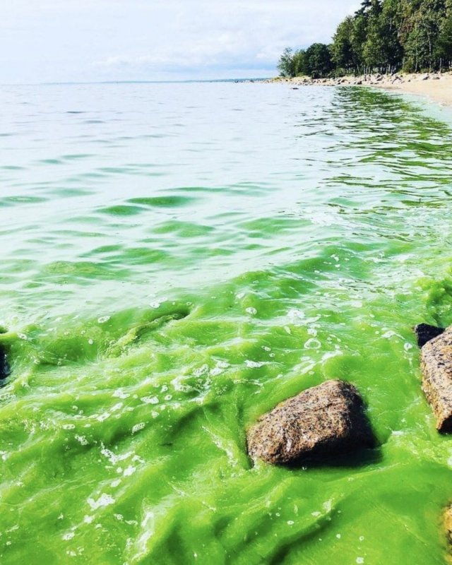 Сине-зеленые водоросли в финском заливе