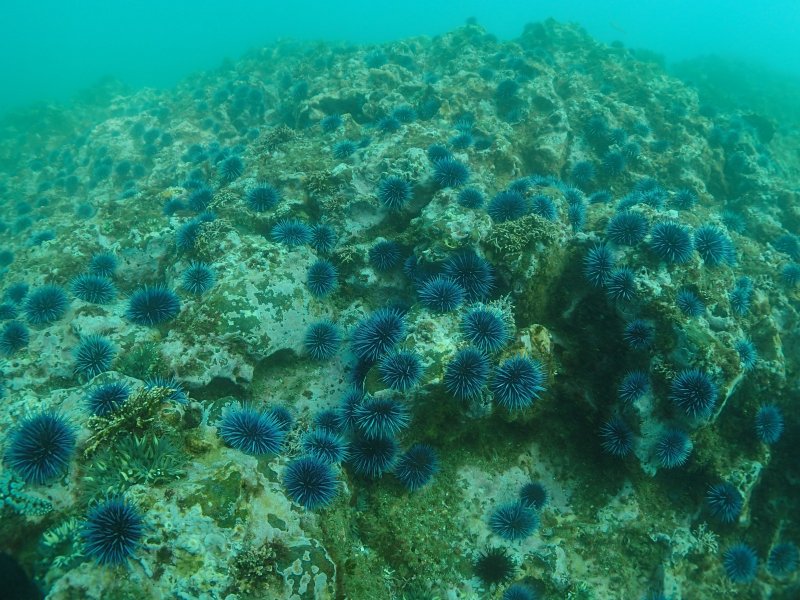 Сине-зеленые водоросли диатомей Каспийского моря