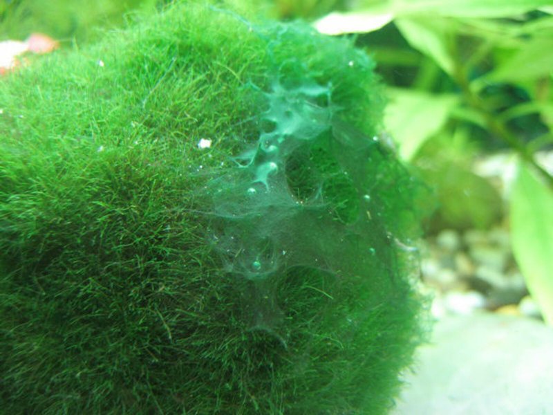 Синезеленые водоросли