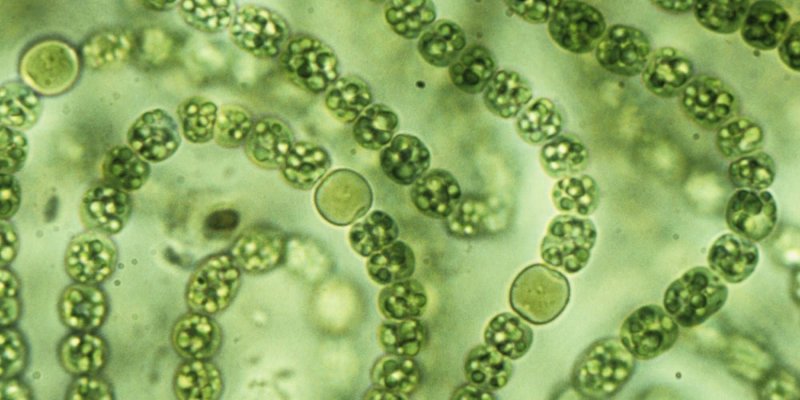 Синезеленые цианобактерии