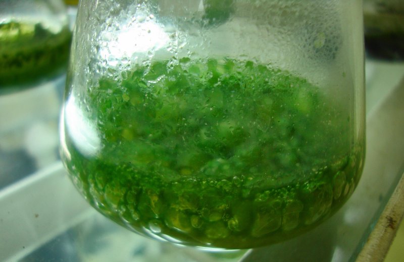 Синезеленые водоросли цианеи