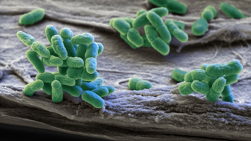 Синезелёные водоросли цианобактерии