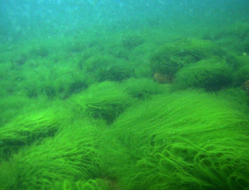 Зелёная нитчатая водоросль Байкал