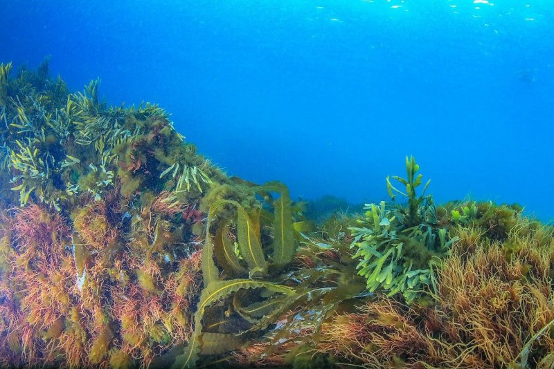 Ламинария Баренцева моря