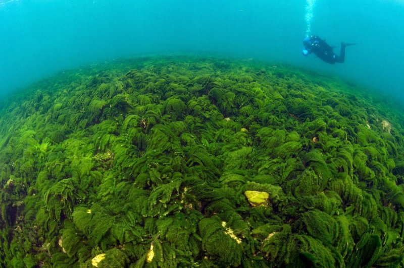 Синезеленые водоросли Байкала