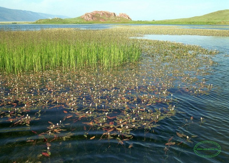 Флора и фауна озера Байкал