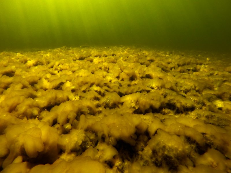 Диатомовые водоросли в океане