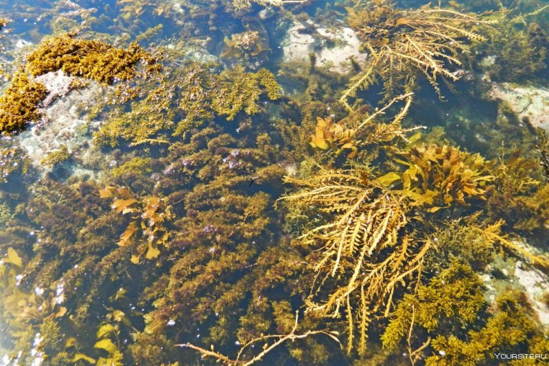 Флора озера Байкал водоросли