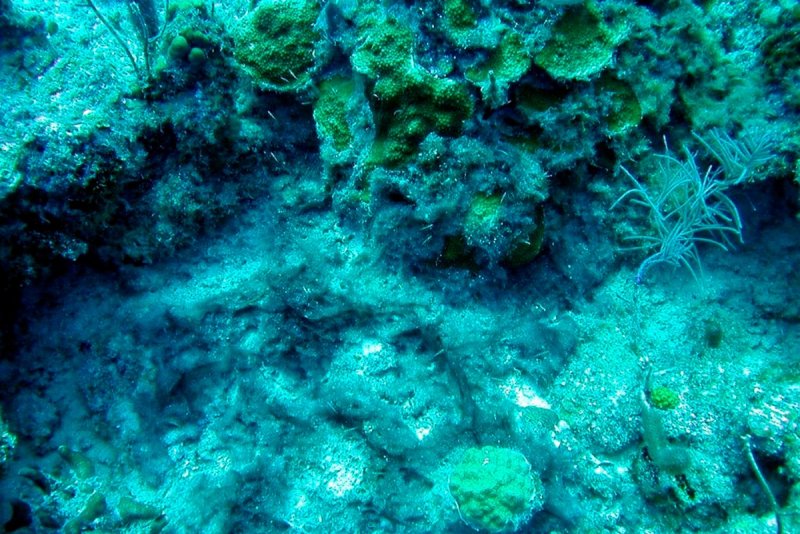 Цианобактерии в море
