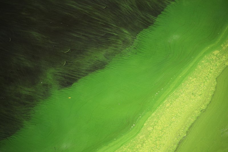 Грязная вода зеленая