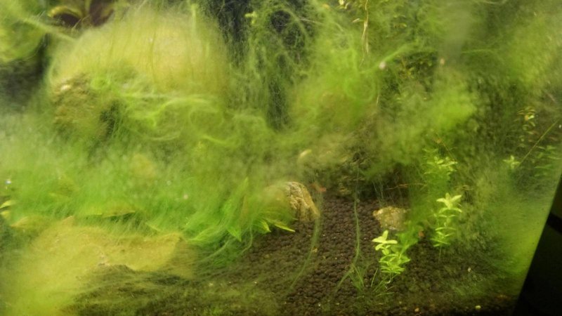 Эвгленовые водоросли в аквариуме