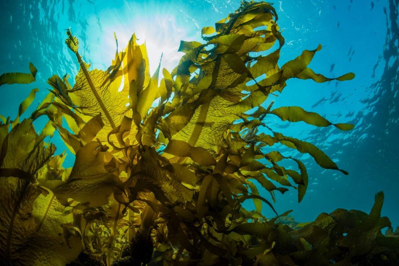 Морские водоросли ламинария
