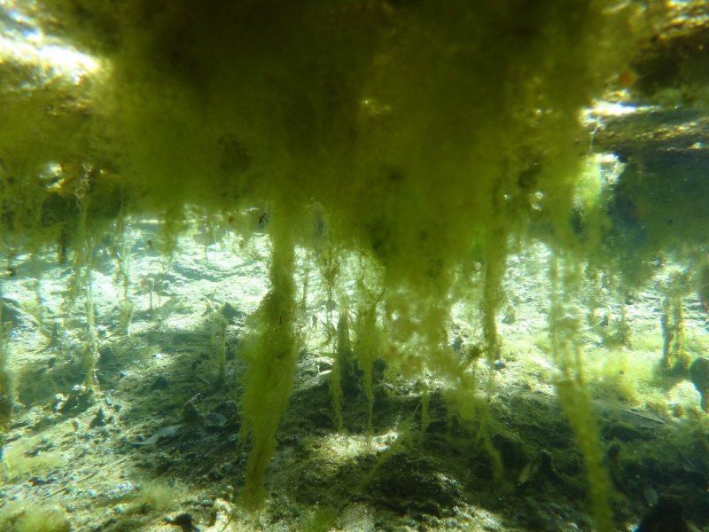 Цветение воды водоросли цианобактерии