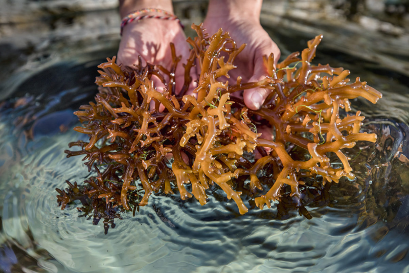 Съедобная бурая водоросль, "морская капуста"