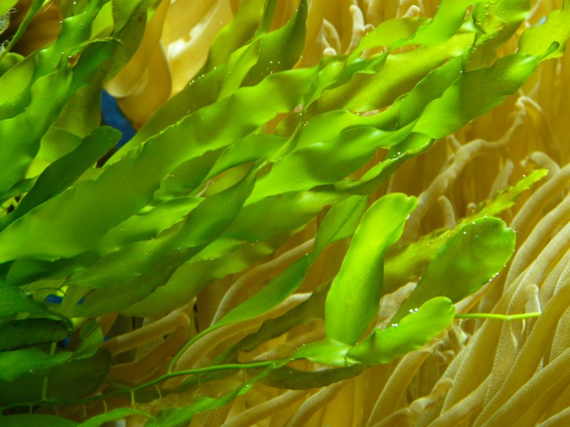 Зеленые водоросли Chlorophyta