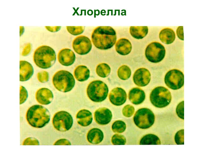 Algae хлорелла
