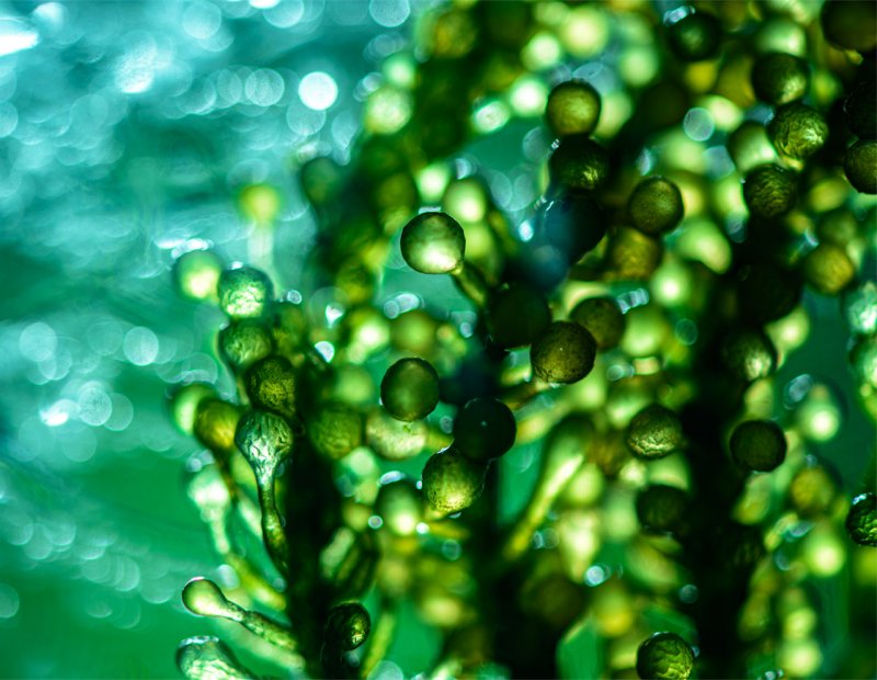 Макросъемка водоросли