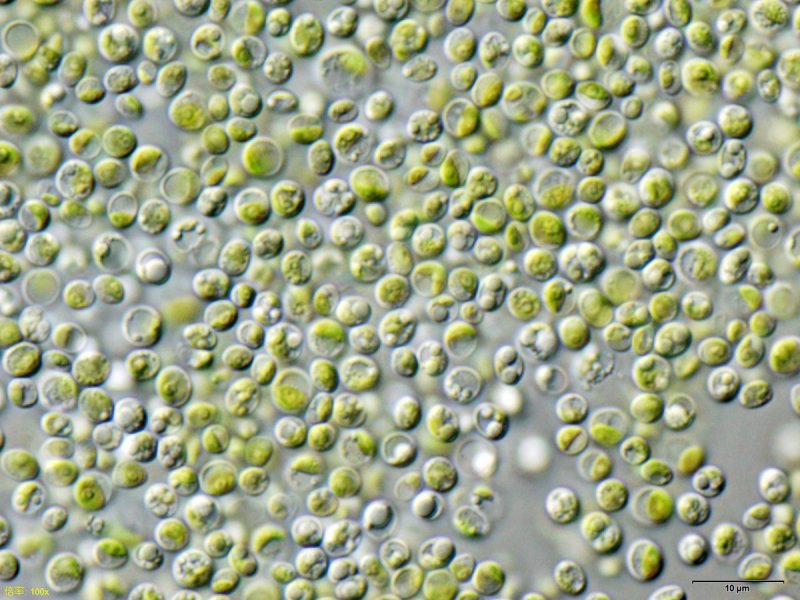 Зелёные водоросли хлорелла