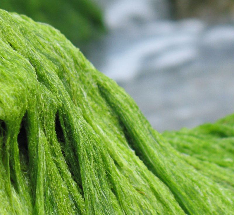 Морские водоросли спирулина