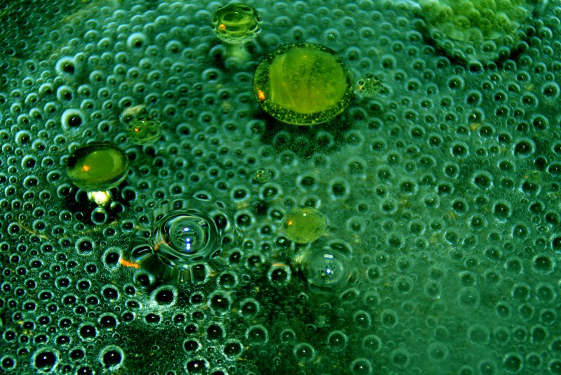 Хлорелла фитопланктон