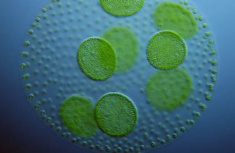 Зеленые водоросли хламидомонада хлорелла