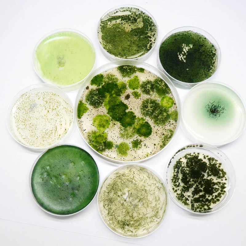 Цианобактерии зеленые