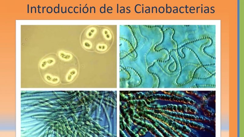 Бактерии и цианобактерии