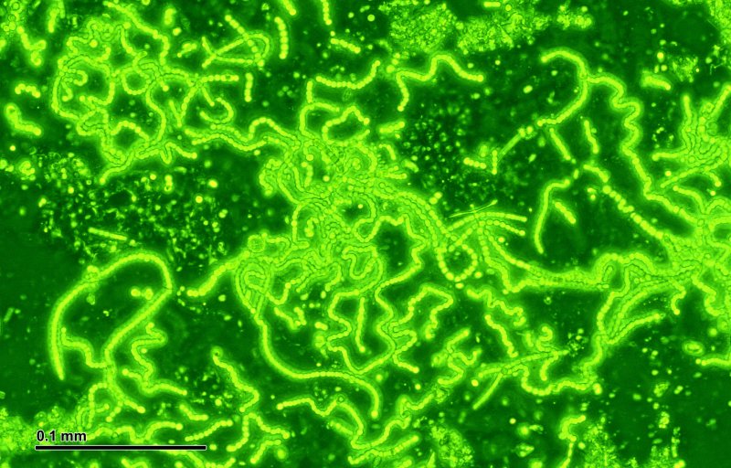 Фотосинтезирующие цианобактерии