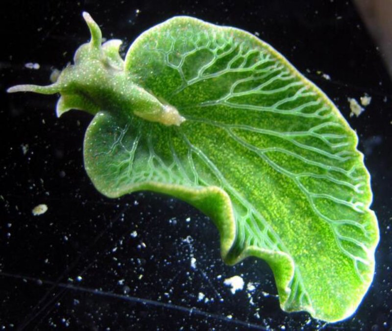 Морская улитка (Elysia chlorotica)