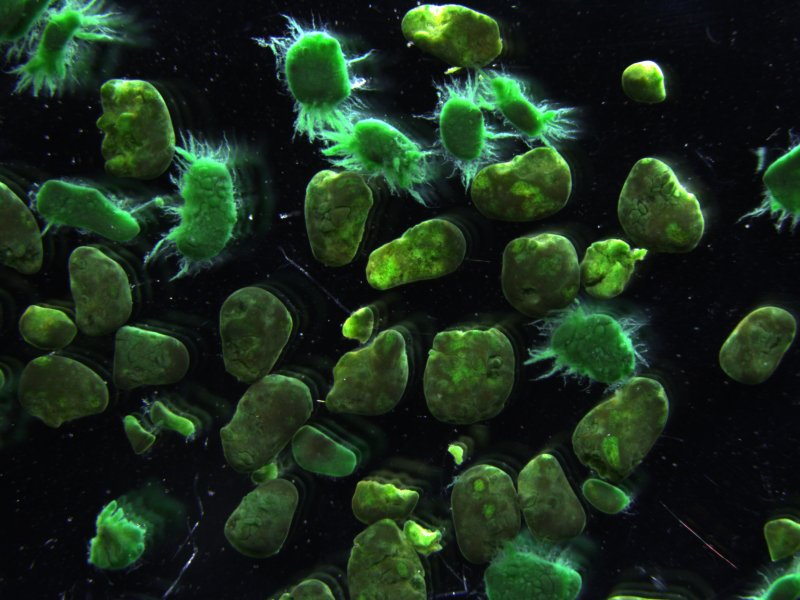 Фотосинтезирующие бактерии цианобактерии