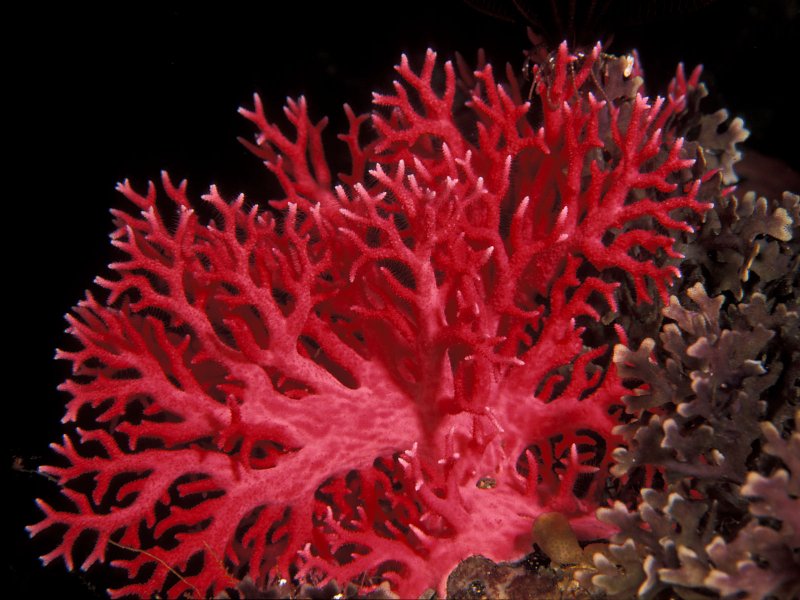 Кишечнополостные коралловые полипы