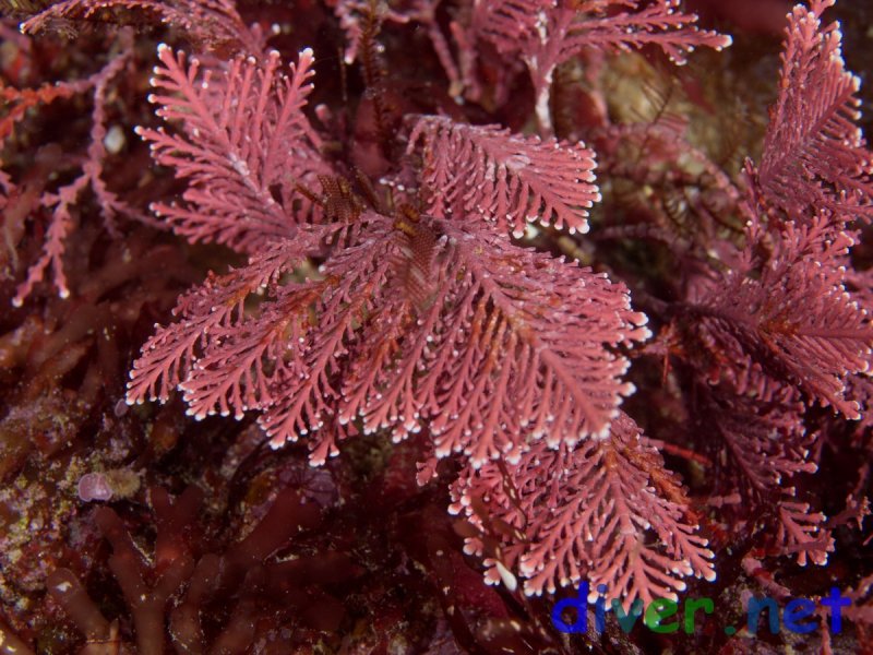 Красная водоросль Кораллина (corallina officinalis)
