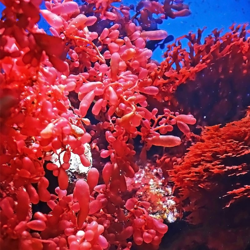 Красные водоросли родимения